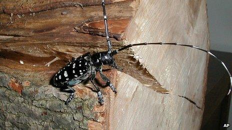 Switzerland: 8,000-Hour Search For Tree-Killing Beetle - Bbc News