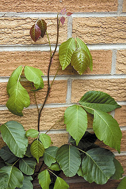 Is Poison Ivy Contagious? - Harvard Health