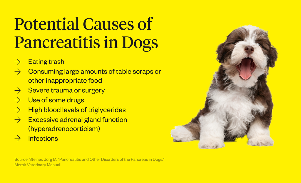 What Can Trigger Pancreatitis In Dogs Common Causes Unveiled