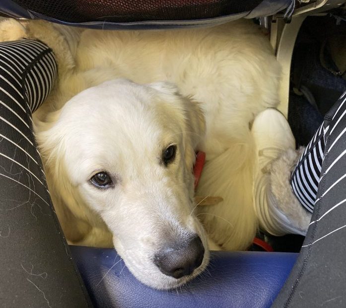 Flying With A Dog In Cabin: Airplane Travel With A Dog – Dont Stop  Retrieving