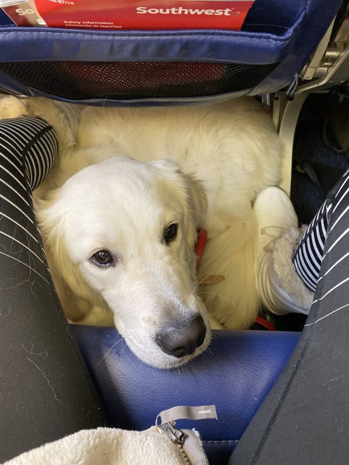 Flying With A Dog In Cabin: Airplane Travel With A Dog – Dont Stop  Retrieving