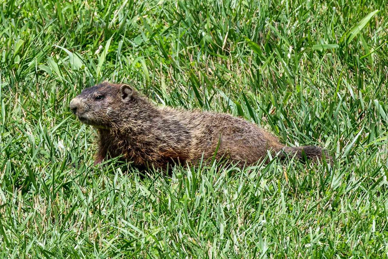 Understanding Groundhog Behavior: What Happens When Theyre Scared