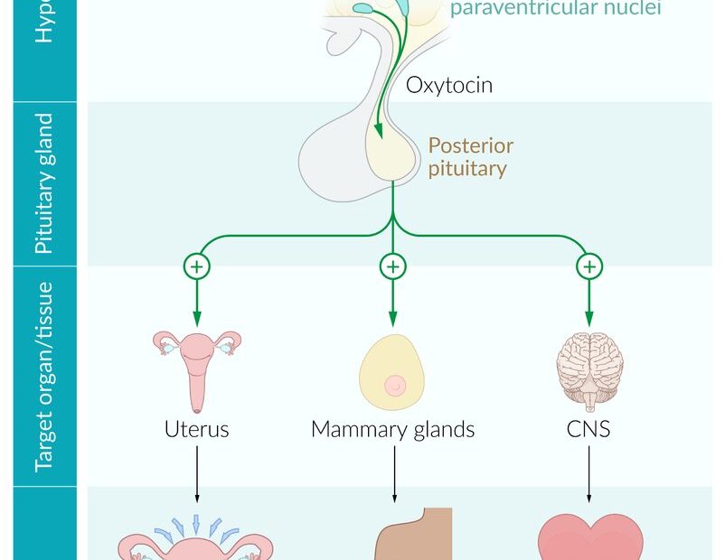 General Endocrinology - Knowledge @ Amboss