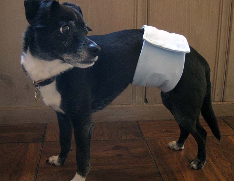 Dog Diapers | Trainer Tested Products | Shop Pet Expertise