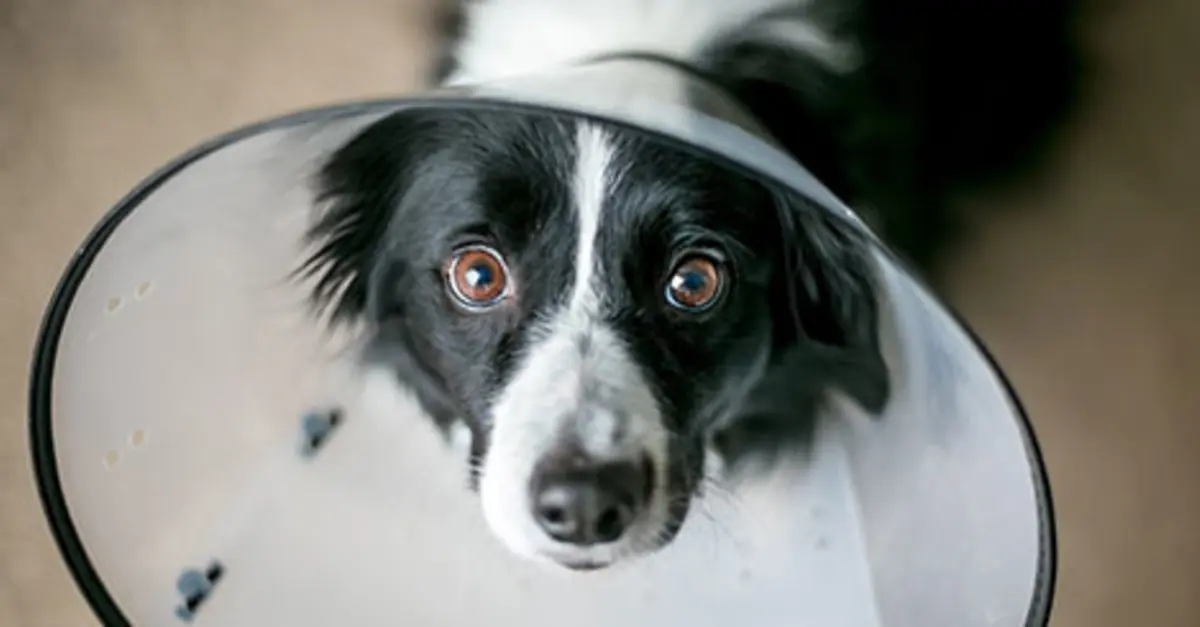 Dog Behavior After Neutering Or Spaying & How To Help Recovery - Embrace  Pet Insurance