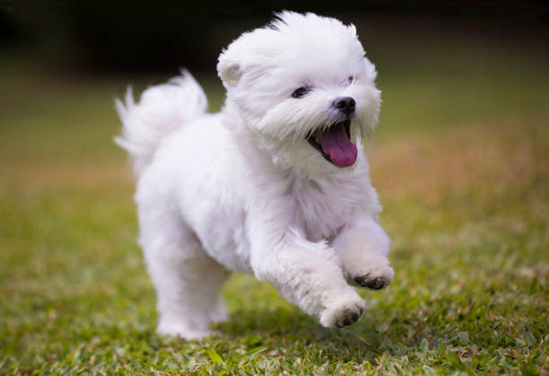 Dog Running Stock Photo - Download Image Now - Maltese Dog, Puppy, Running  - Istock