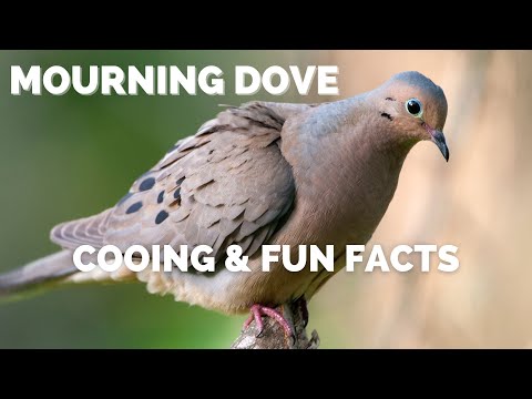 Mourning Dove | Cooing And Fun Facts - Youtube