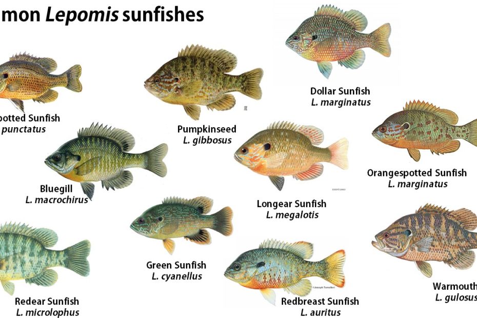 Perch, Bream, And Sunfish–What'S The Difference? – The Fisheries Blog