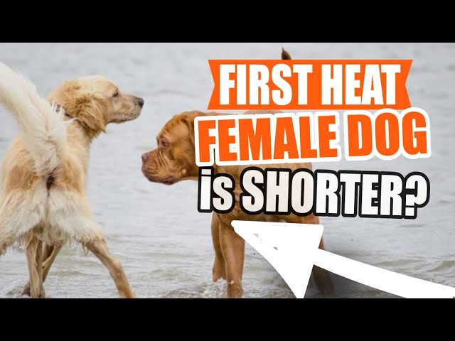 Is A Dogs First Heat Shorter? Exploring Canine Reproductive Cycles