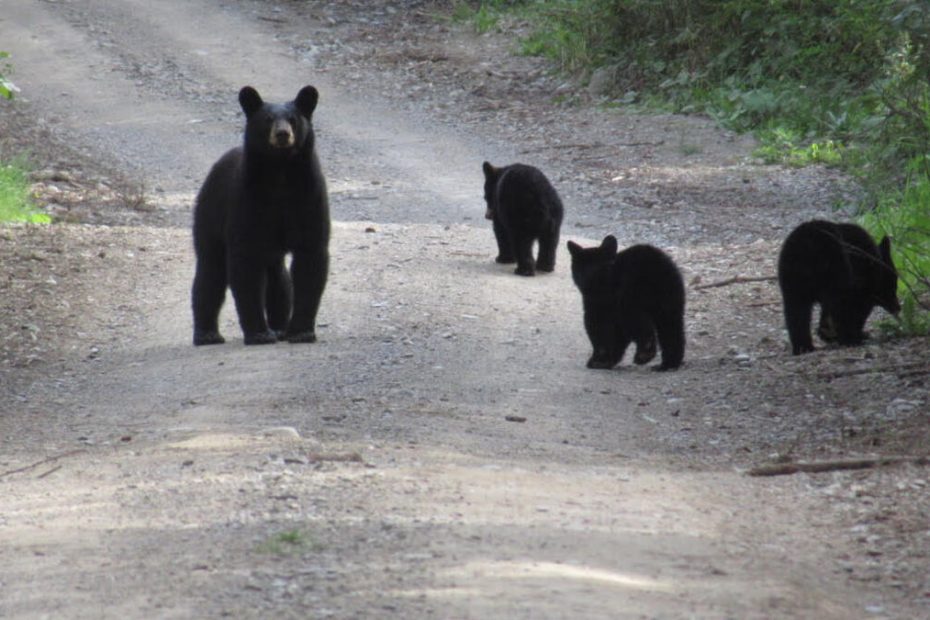 Many Maine Hunters Say Shooting A Bear With Her Cubs Is Unethical