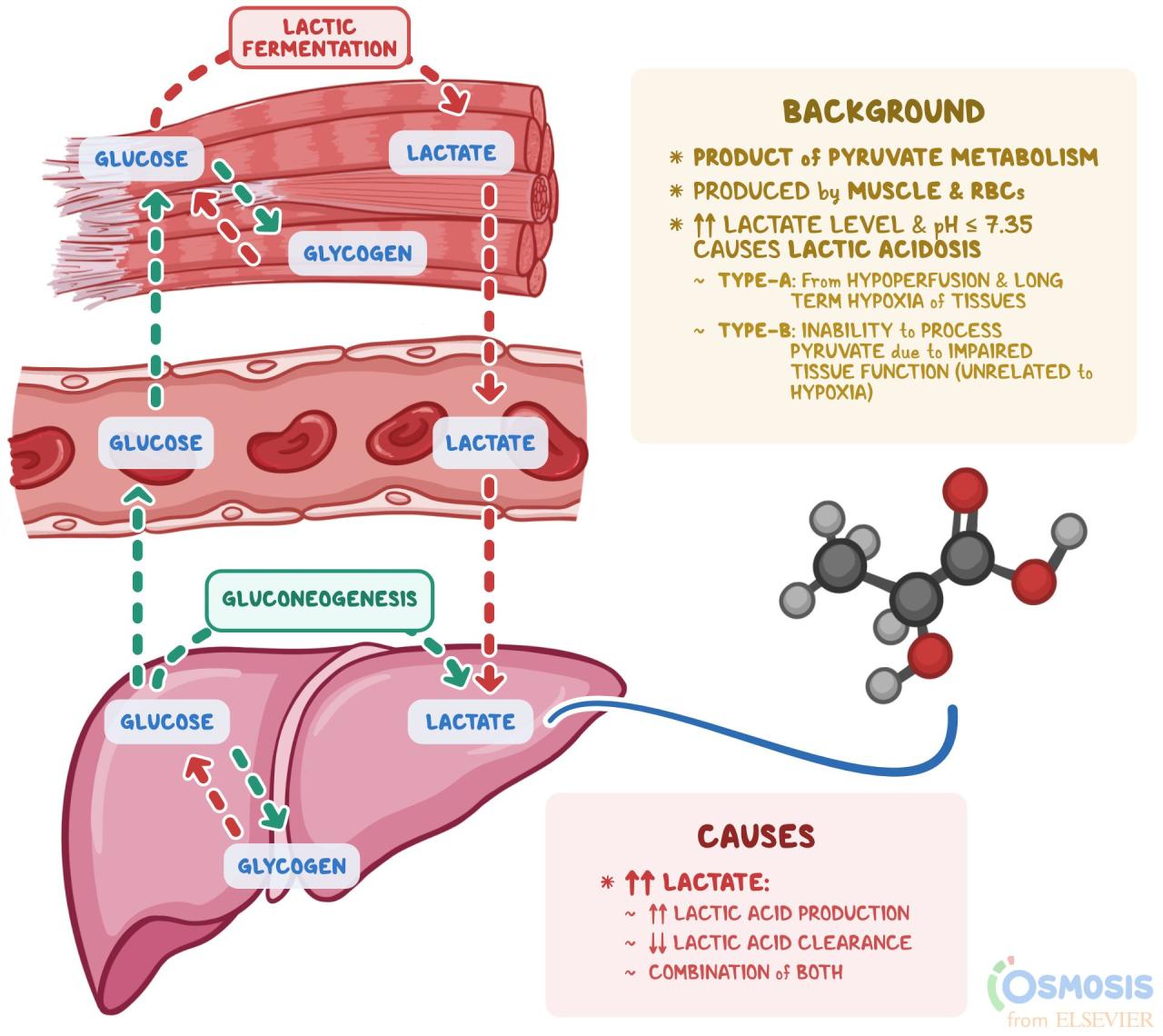 Is Lactate Produced During Aerobic Exercise? Exploring The Science