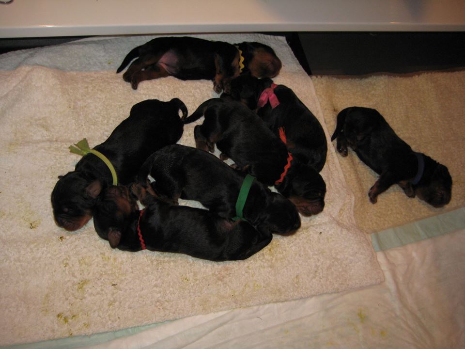 Understanding The Right Time: When Can Puppies Leave The Whelping Box?