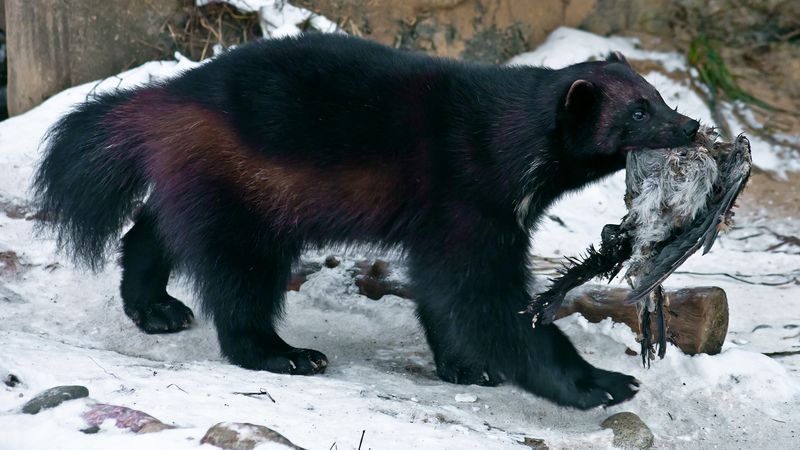 how-many-wolverines-are-left-in-the-wild-today