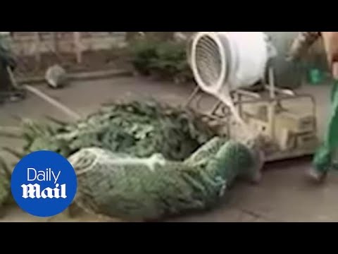 Man DIVES through Christmas tree netting machine!!!