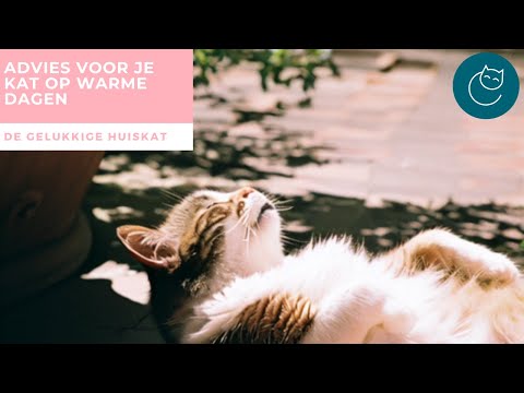TIPS VOOR JE KAT TIJDENS WARME DAGEN - De gelukkige huiskat | Kattengedrag