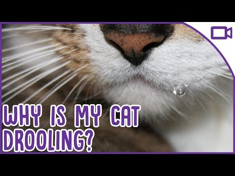 Why is My Cat Drooling? When to See A Vet!