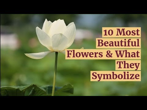 10 Most Beautiful Flowers & What They Symbolize