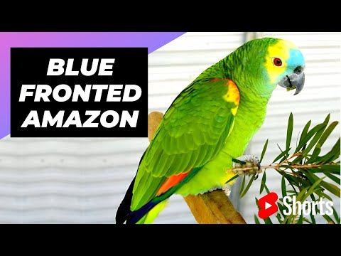 Blue-Fronted Amazon 🦜 One Of The Most Beautiful Parrots In The World #shorts #bluefronted #parrot